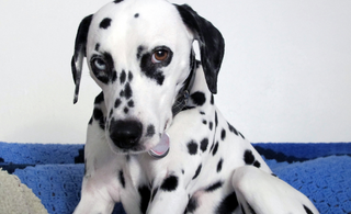 The Vicious Circle of Spots