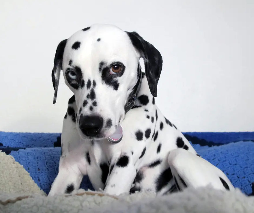 The Vicious Circle of Spots Christina Cosmeceuticals