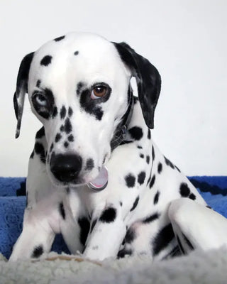 The Vicious Circle of Spots Christina Cosmeceuticals